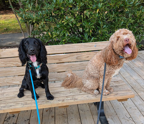 Dog training with Follow Me Dog Training Richmond VA