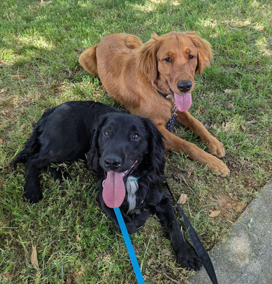 Dog training success with Follow Me Dog Training Richmond VA